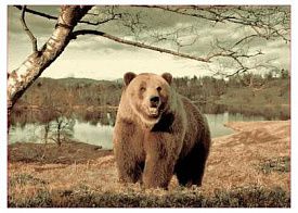 Овальный ковер Фауна 149 Медведь